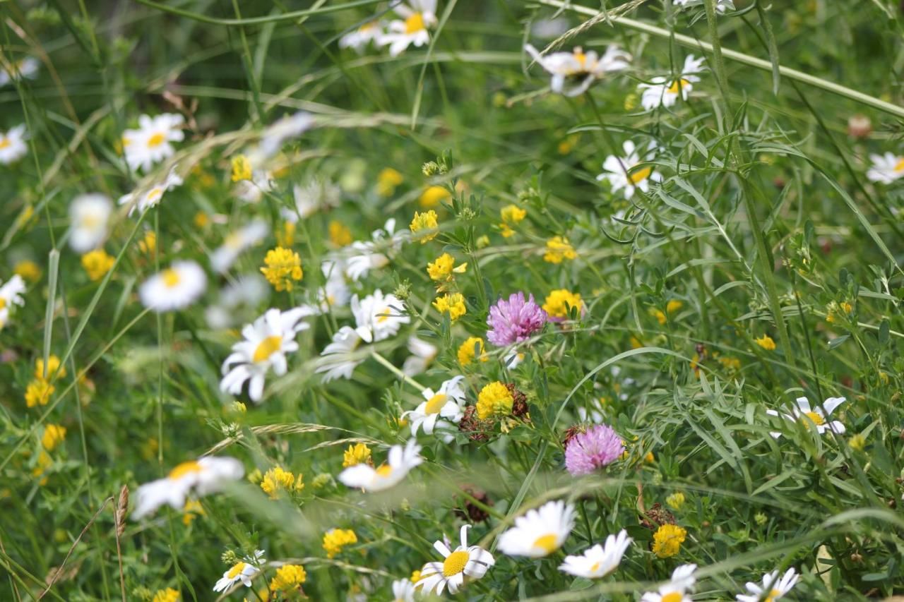 Гостевой дом Teo Guesthouse Бран-22