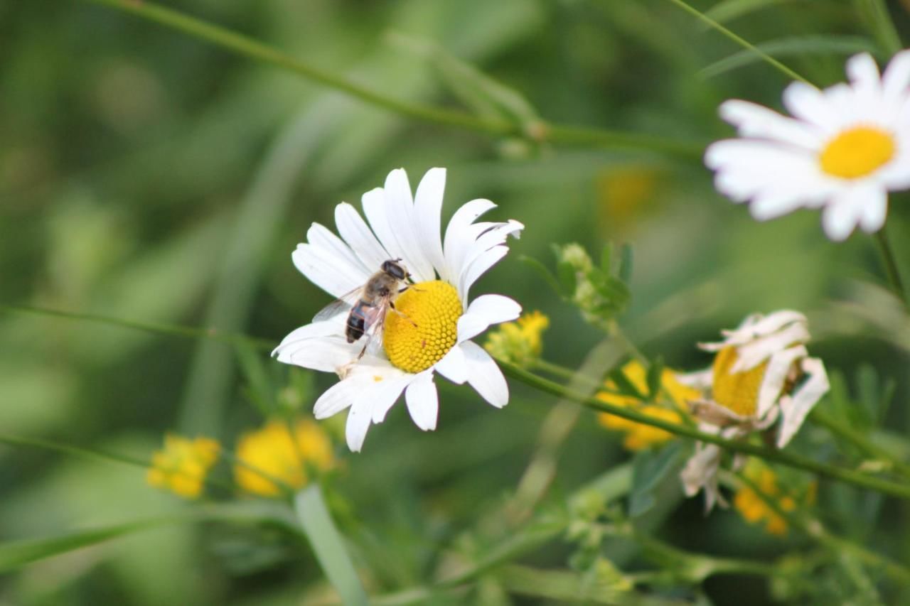 Гостевой дом Teo Guesthouse Бран-28