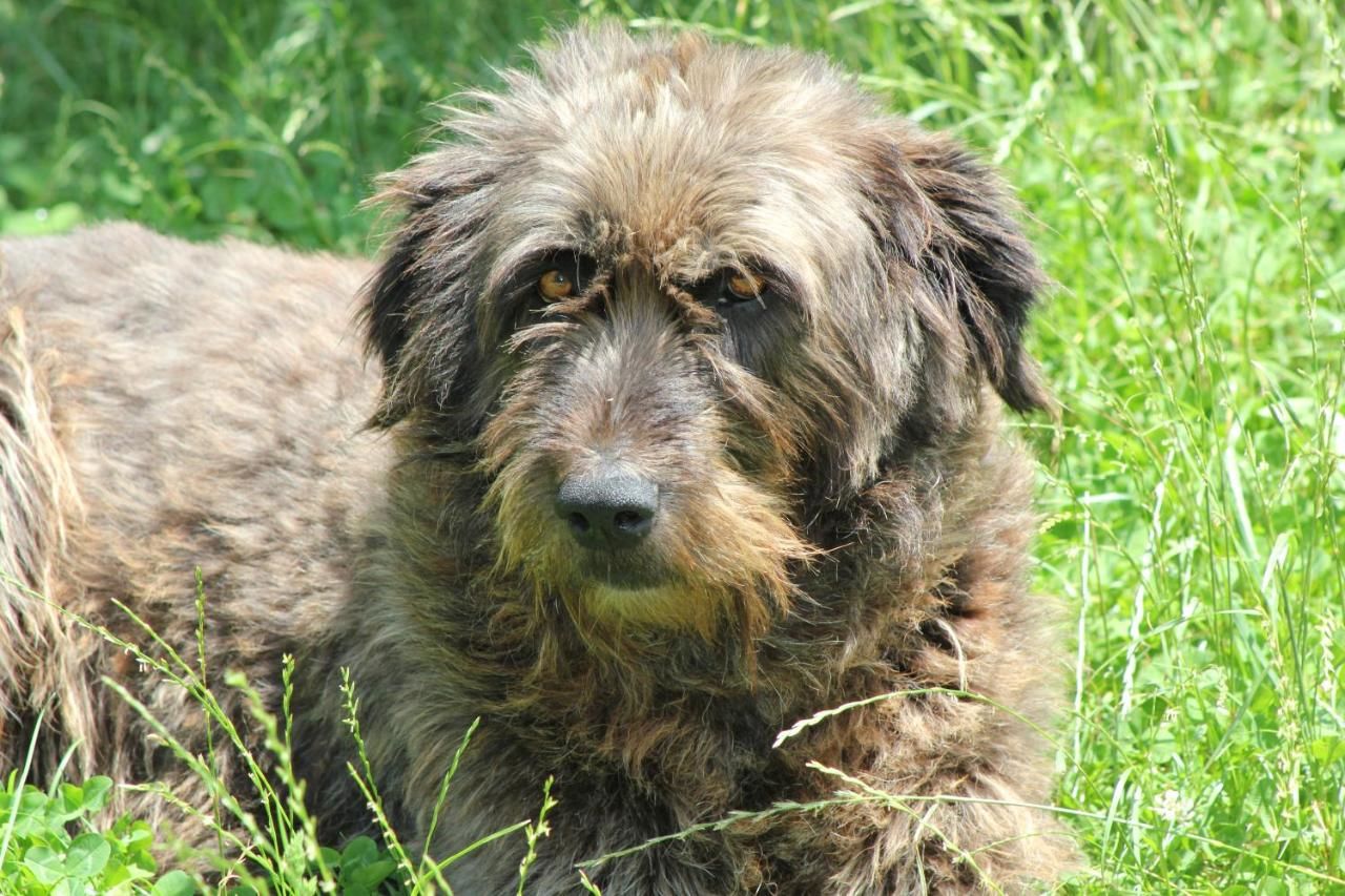 Гостевой дом Teo Guesthouse Бран-36